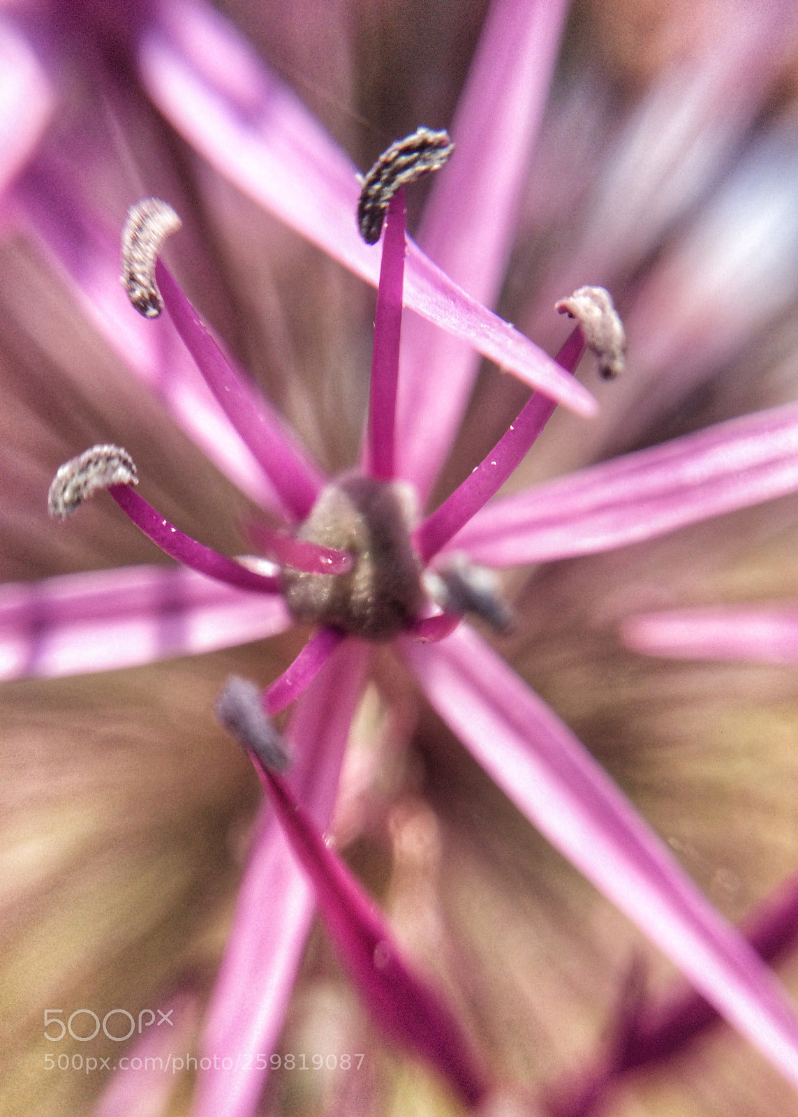 Apple iPhone 5s sample photo. Flower photography