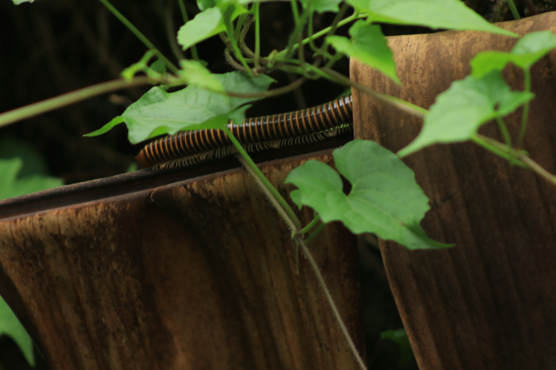 Canon EF 75-300mm f/4-5.6 sample photo. Nature photography