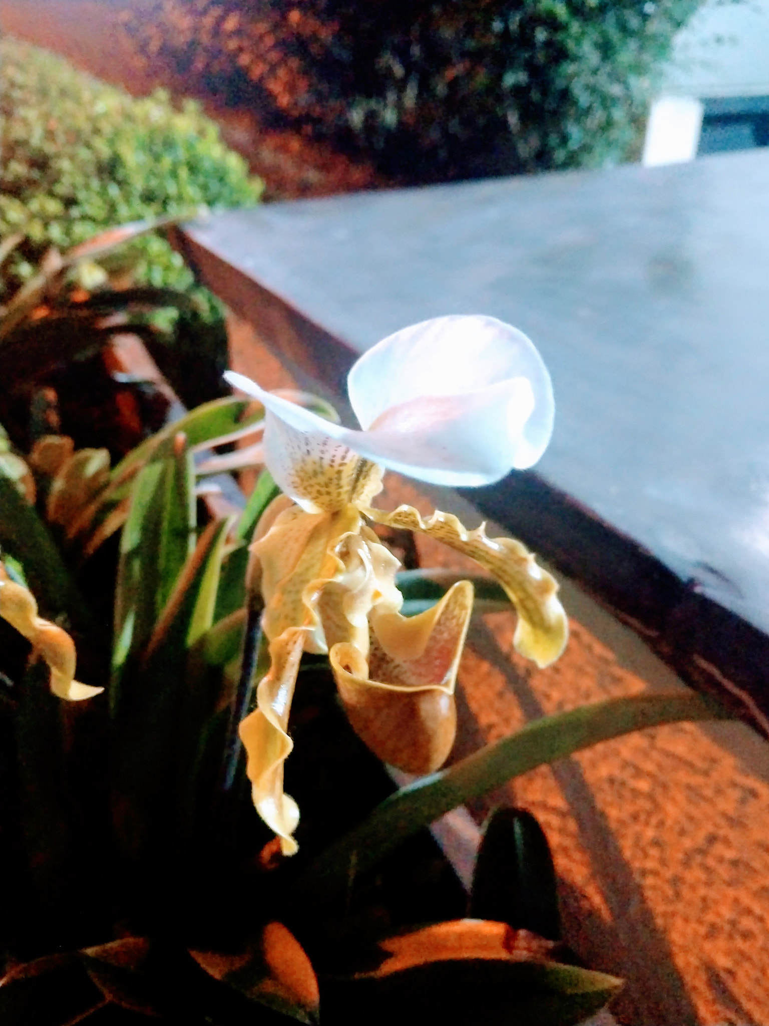 Motorola Moto Z (2) sample photo. Paphiopedilum leeanum photography