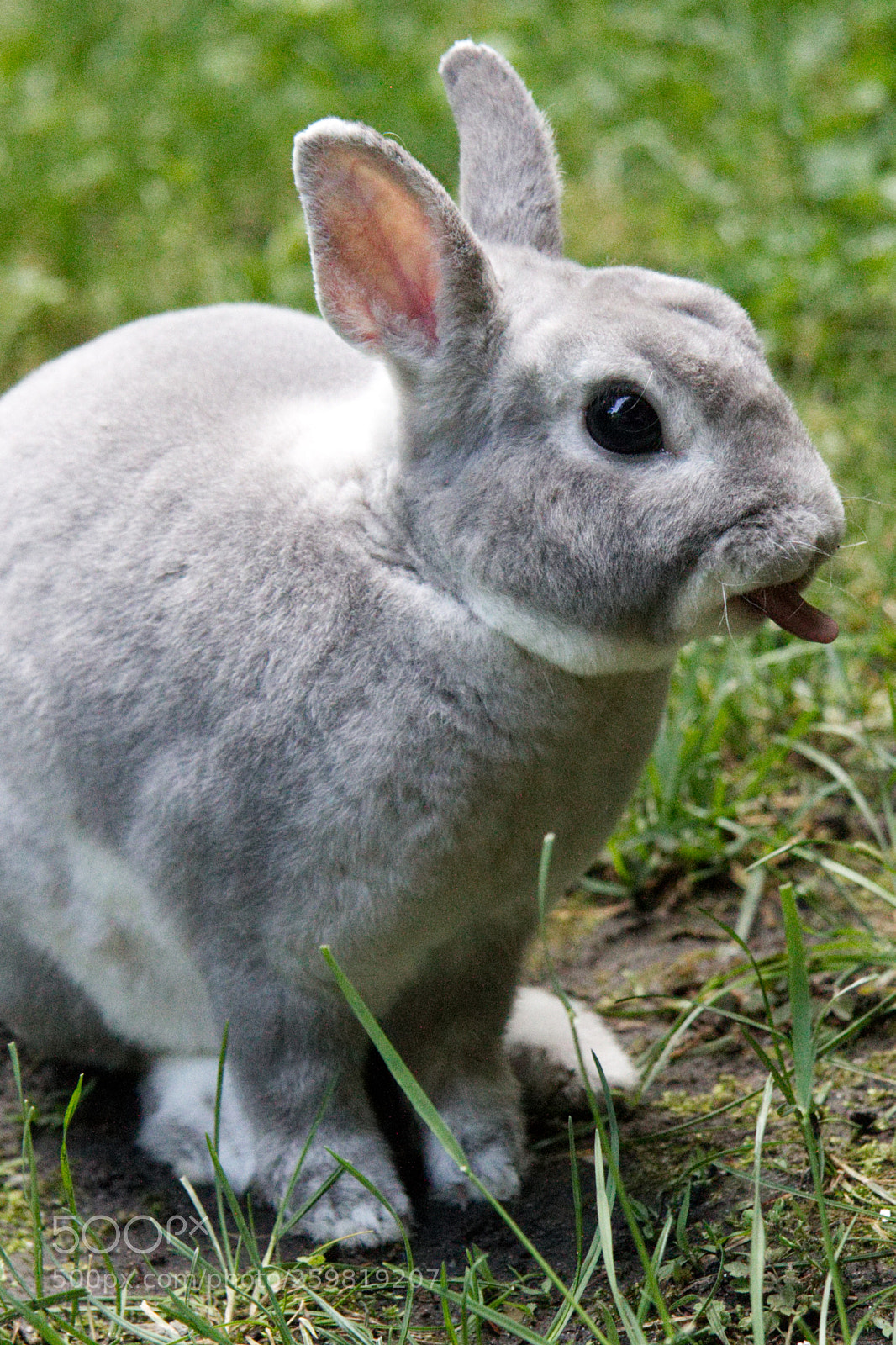 Canon EOS 1100D (EOS Rebel T3 / EOS Kiss X50) sample photo. You can't catch me photography