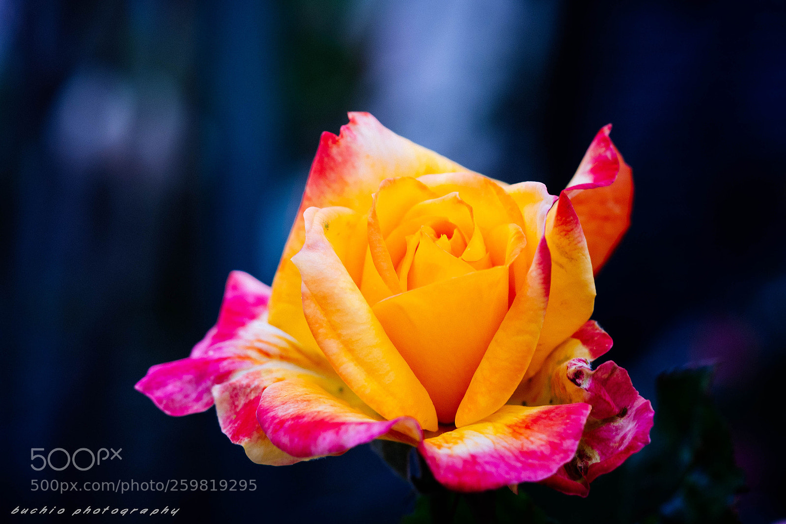 Olympus OM-D E-M1 Mark II sample photo. Rose photography