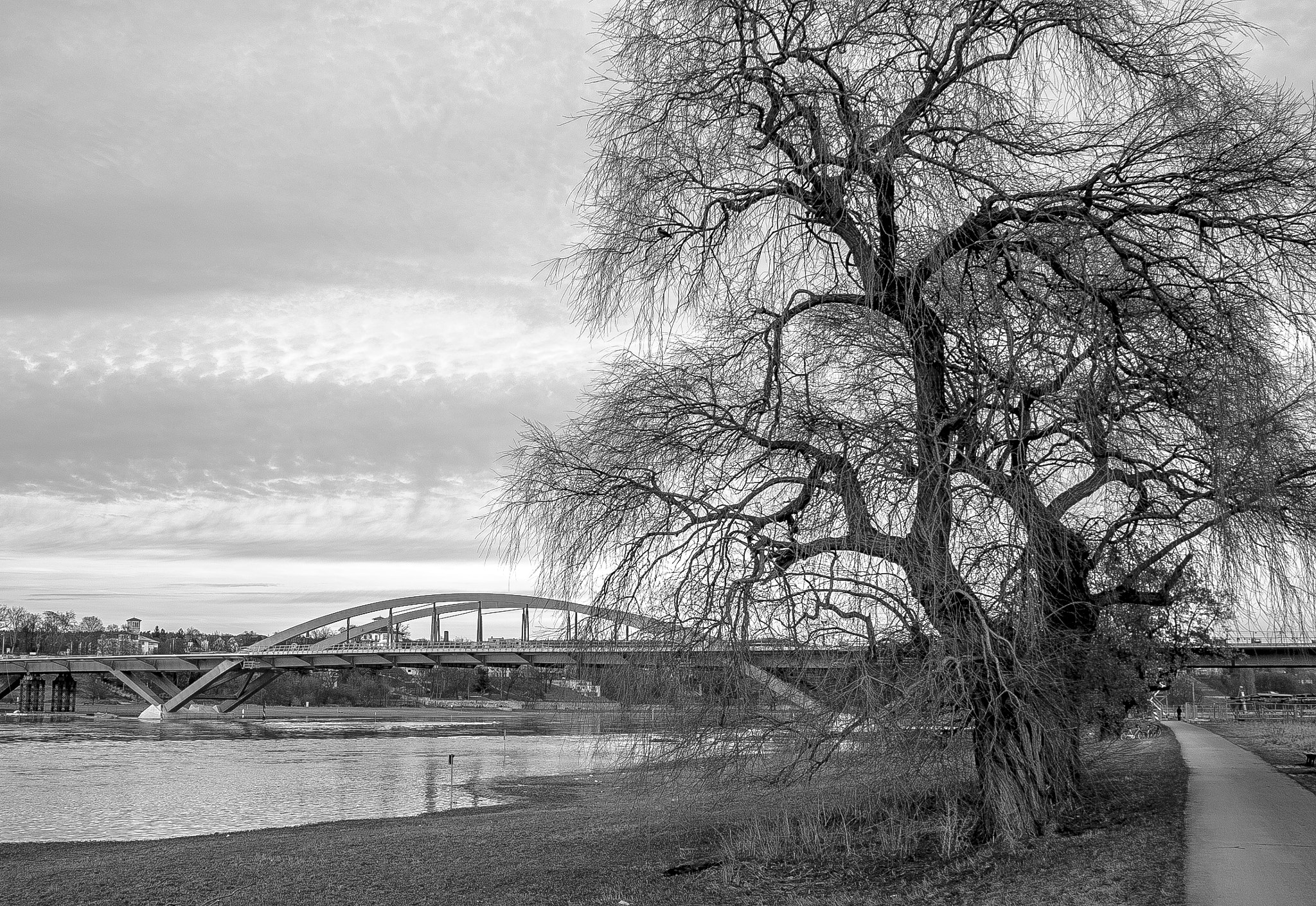 Sigma DP1s sample photo. Alter baum vor der waldschlösschenbrücke photography