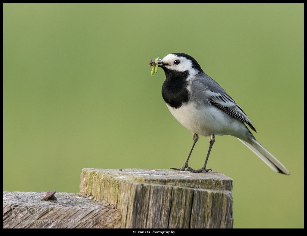 Canon EOS 7D Mark II sample photo. White wagtail  / witte kwikstaart photography