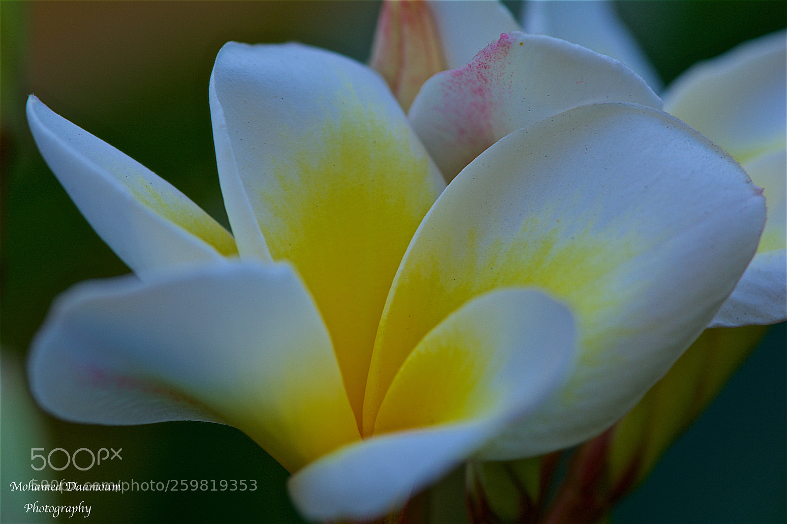 Nikon D7100 sample photo. Nice flower for nice photography