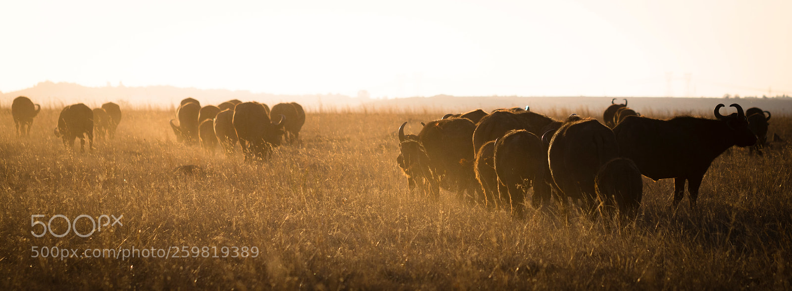 Canon EOS 7D Mark II sample photo. Buffalo at sunrise photography