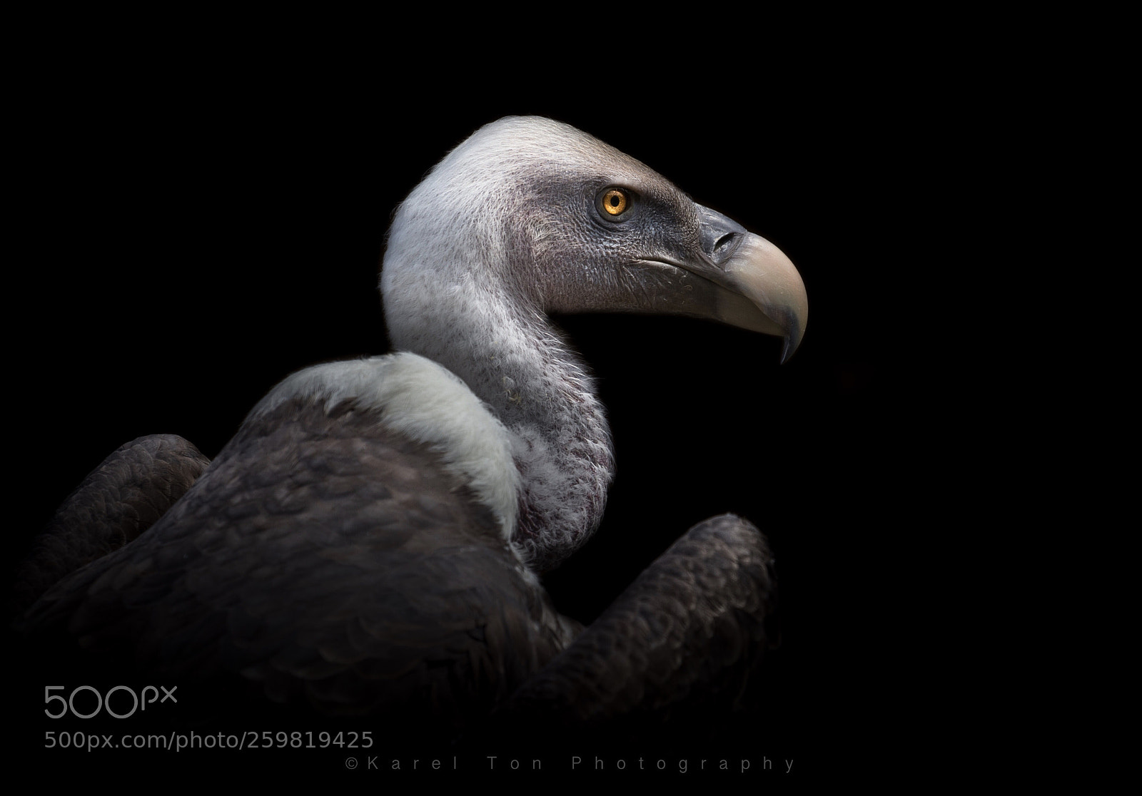Canon EOS 6D sample photo. Griffon vulture photography