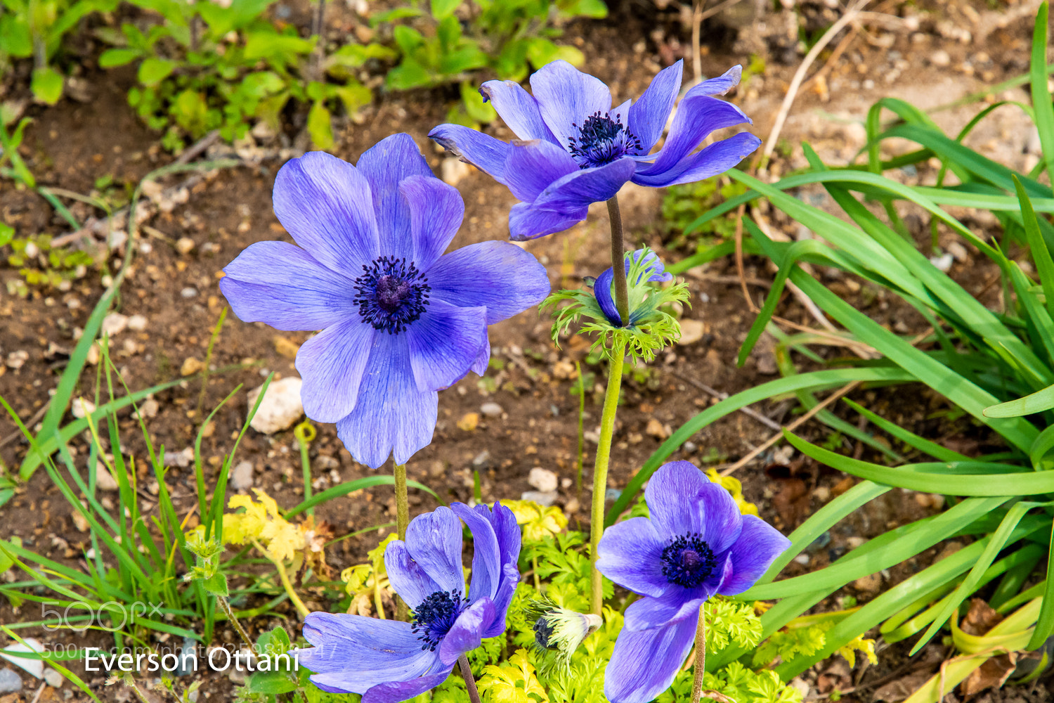 Nikon D500 sample photo. Purple flower photography