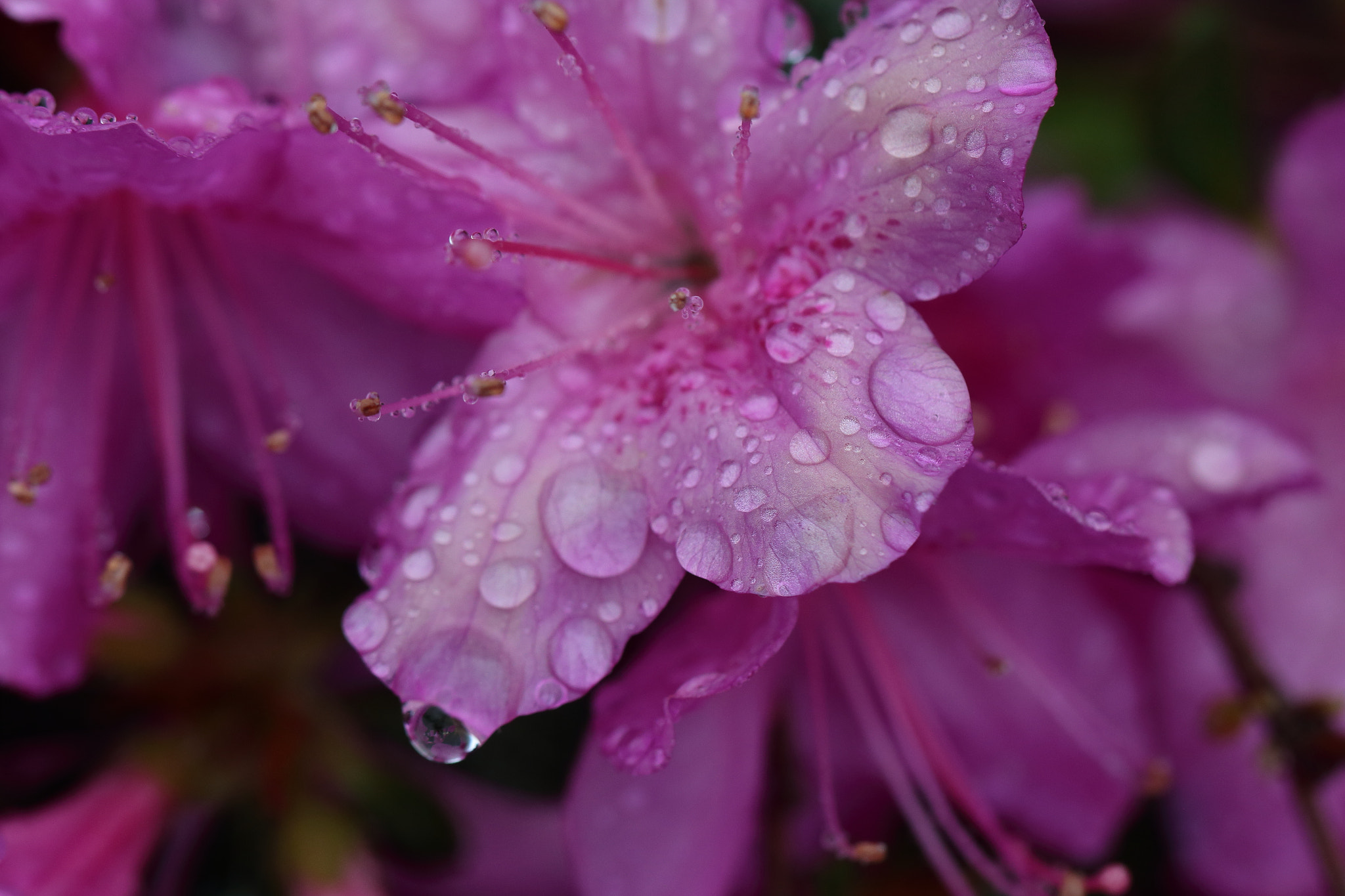 Canon EOS 70D + Canon EF 100mm F2.8L Macro IS USM sample photo. Making the best of a rainy day photography