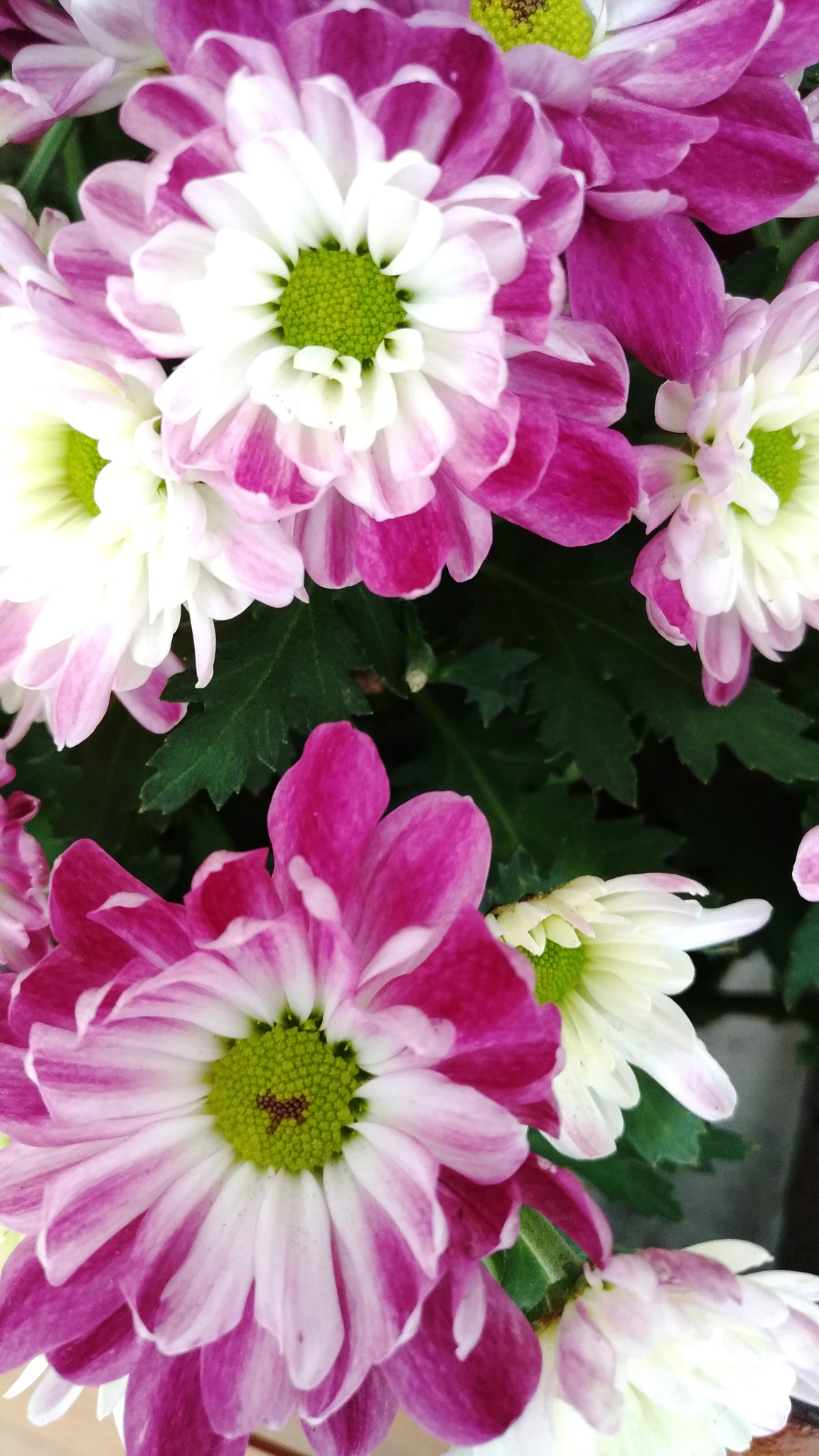 ASUS ZenFone 3 (ZE552KL) sample photo. Daisy photography