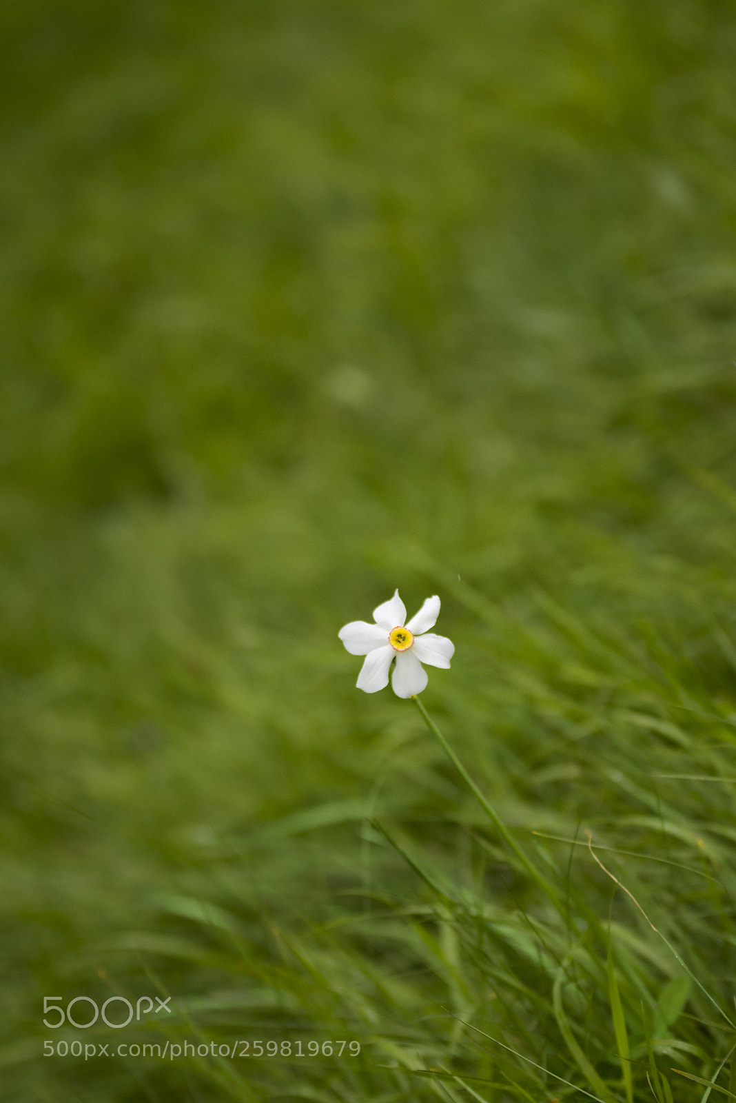 Nikon D750 sample photo. Narciso photography