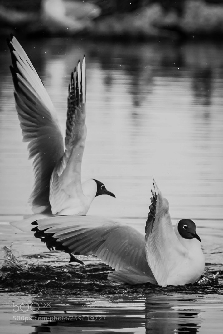 Sony a6000 sample photo. Two seagulls photography