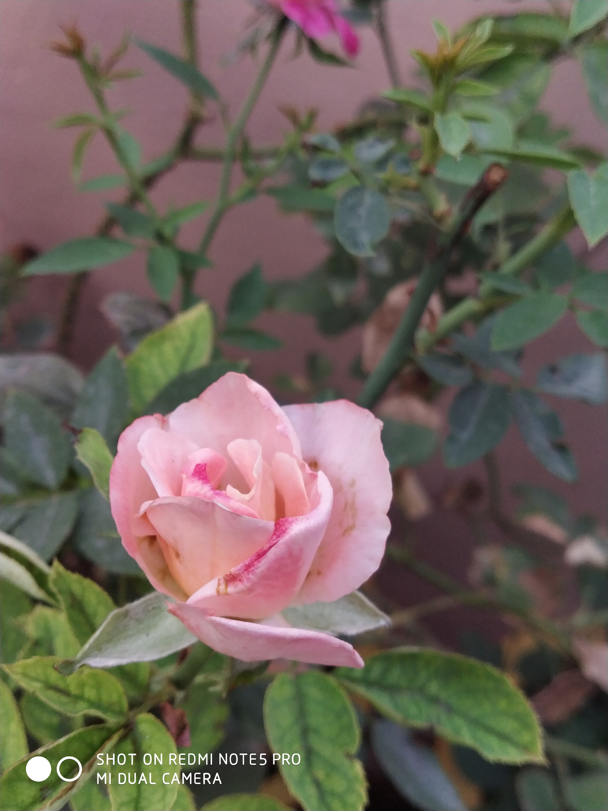 Xiaomi Redmi Note 5 Pro sample photo