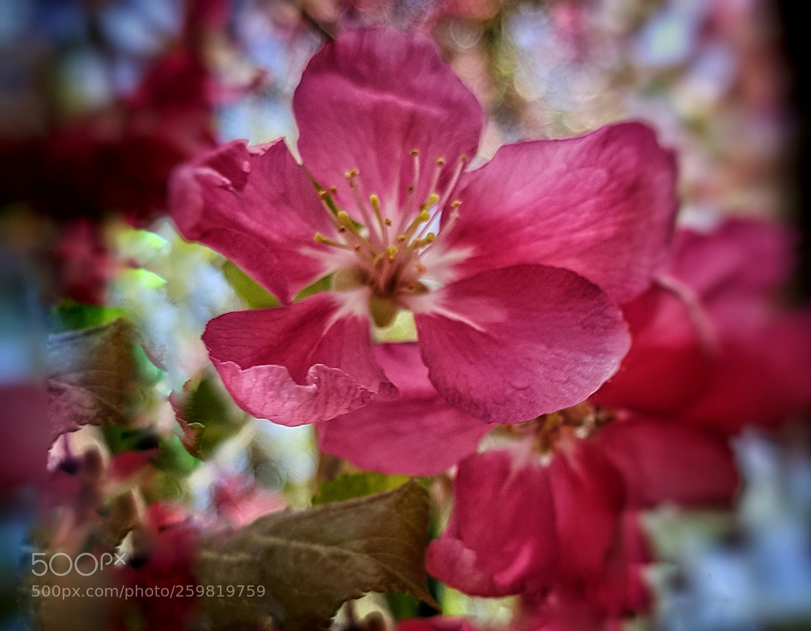 Samsung Galaxy S7 sample photo. Pink photography
