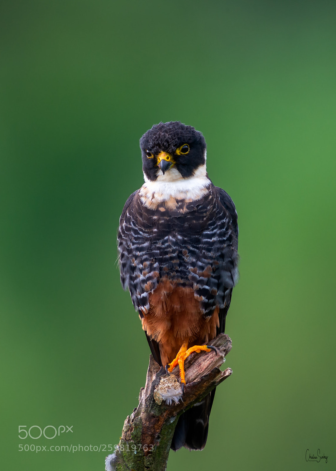 Nikon D4 sample photo. Bat falcon photography