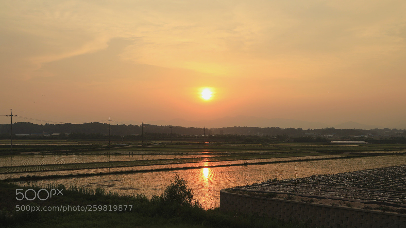 Canon EOS 5D Mark IV sample photo. Rice paddy photography