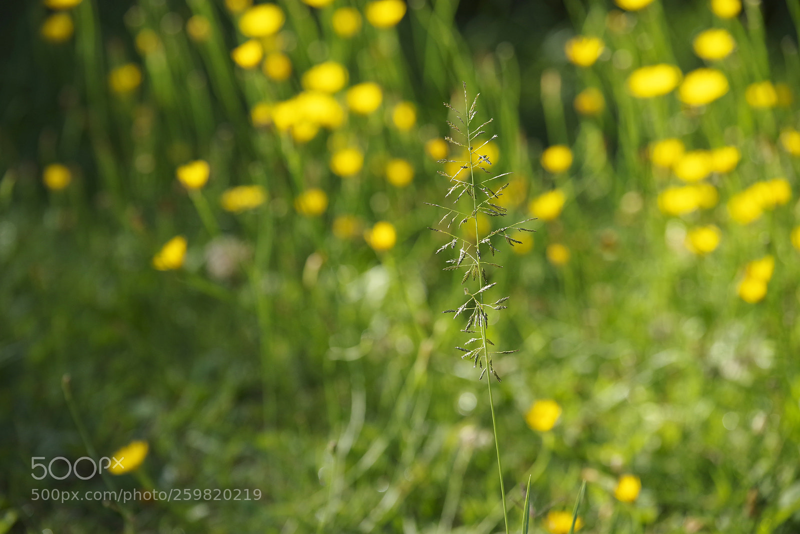 Pentax K-1 sample photo. Aaa photography