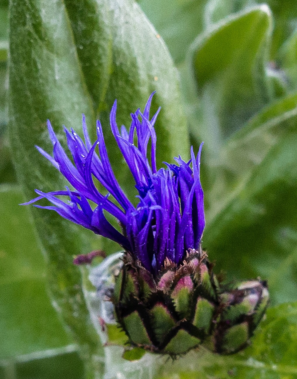 Canon PowerShot G1 X Mark II sample photo. Just popped  photography