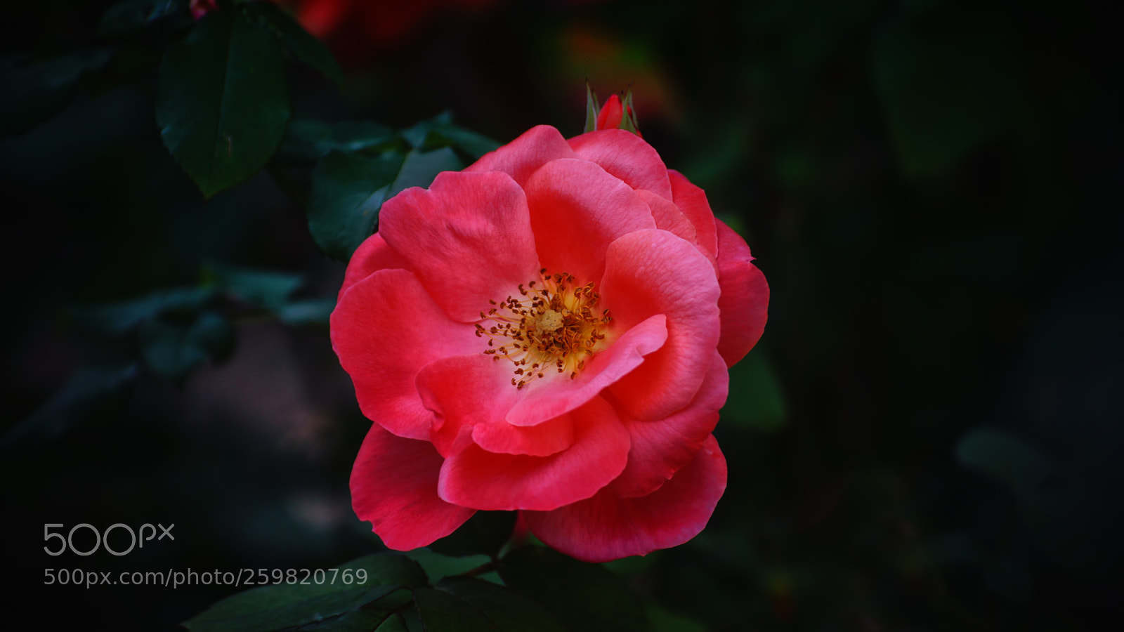 Sony ILCA-77M2 sample photo. Rot rose photography