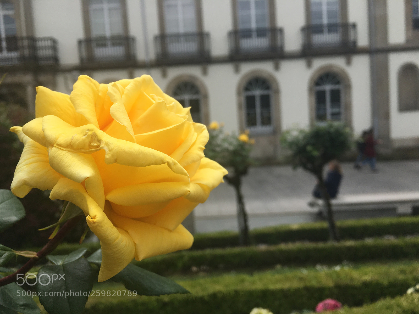 Apple iPhone 6s sample photo. La regla de los photography