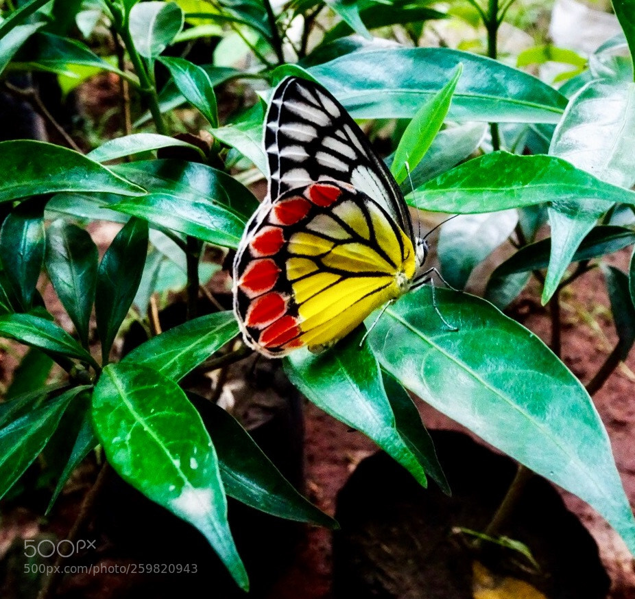 Sony Cyber-shot DSC-HX90V sample photo. Jezebel butterfly , shantiniketan, india photography