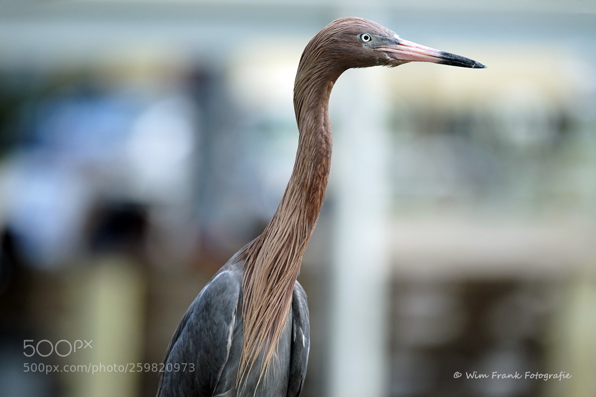 Sony a7 sample photo. Reddisch egret photography