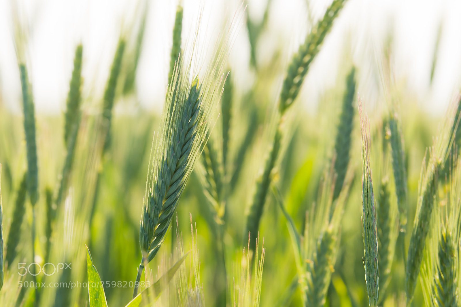 Nikon D7100 sample photo. Spring photography