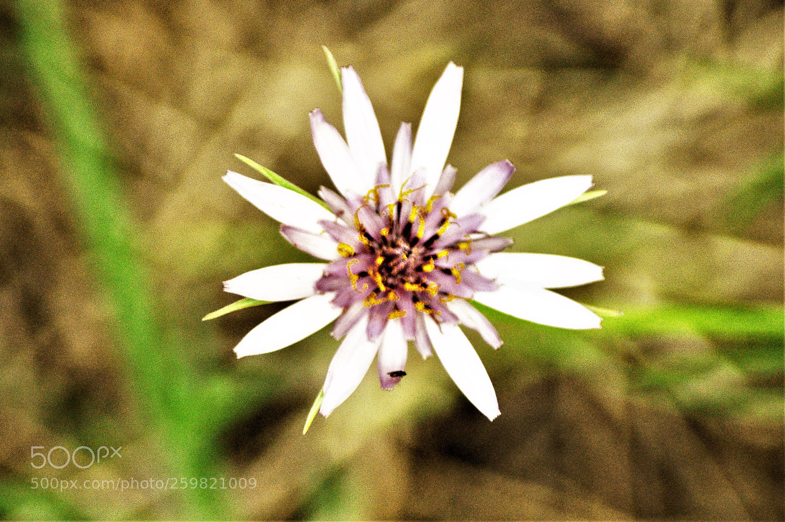 Nikon D5000 sample photo. Fiore photography