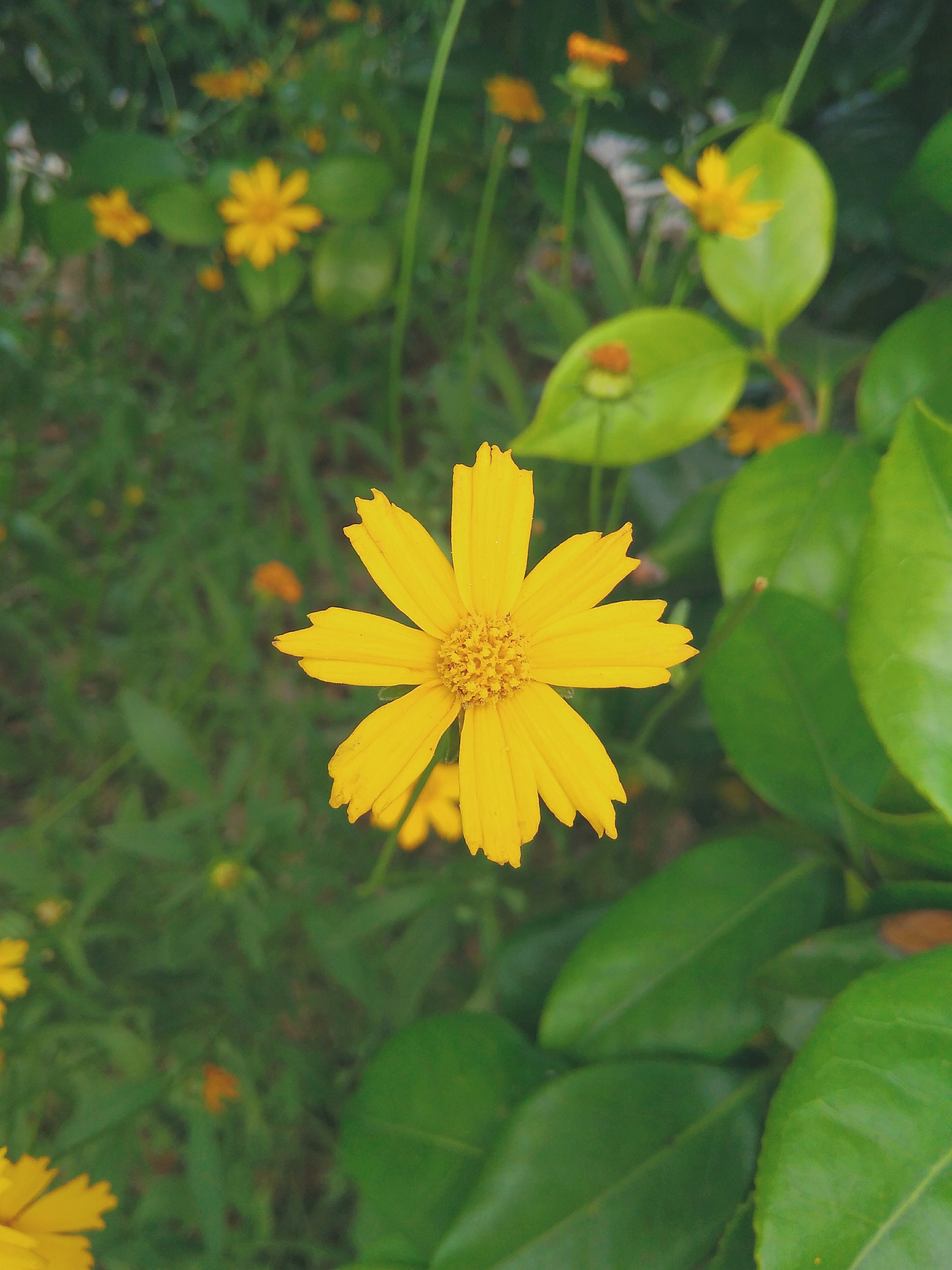 Xiaomi Redmi 4A sample photo