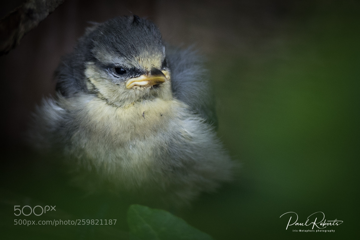 Nikon D750 sample photo. Blue tit chick photography
