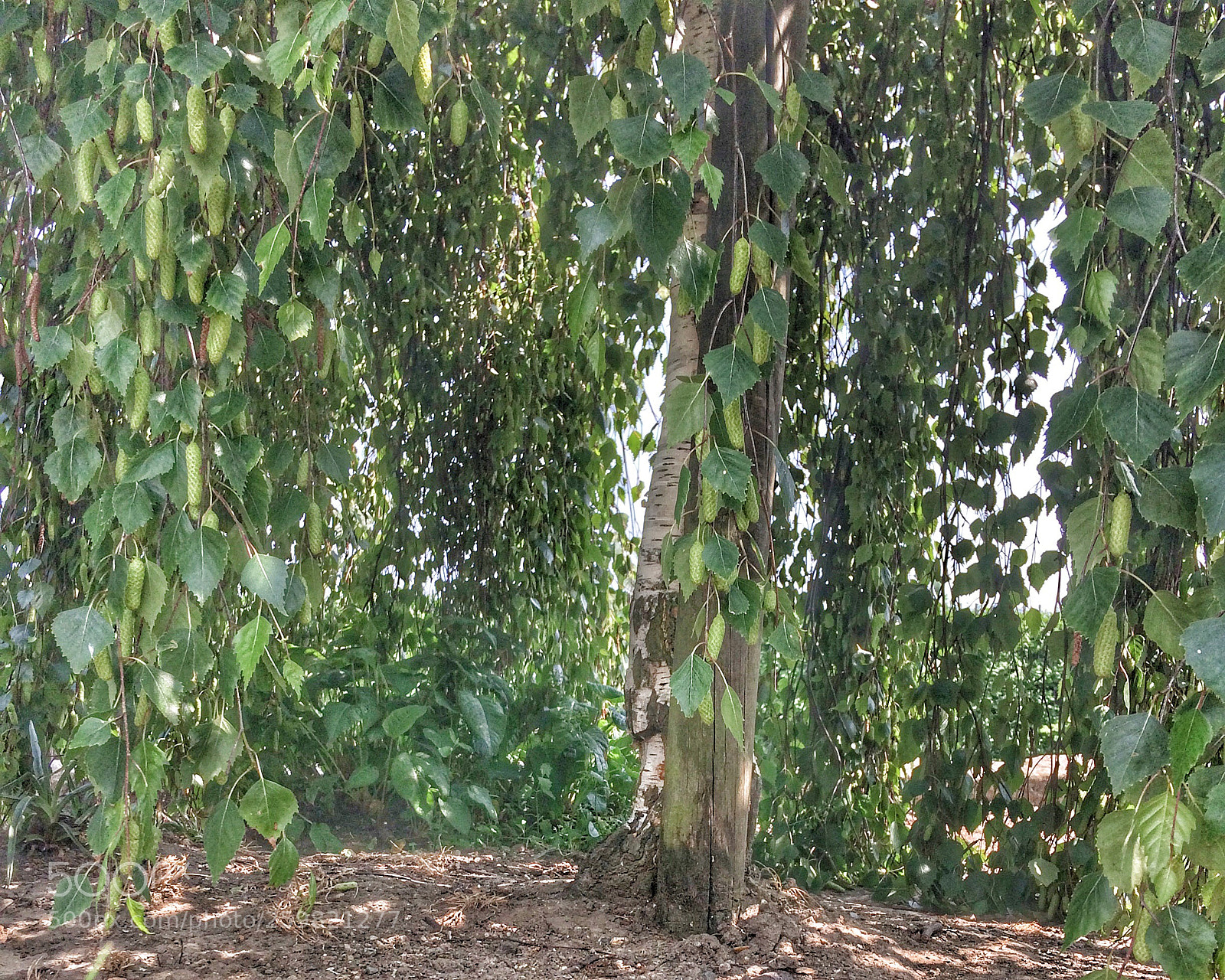 Apple iPhone 5s sample photo. Tree photography