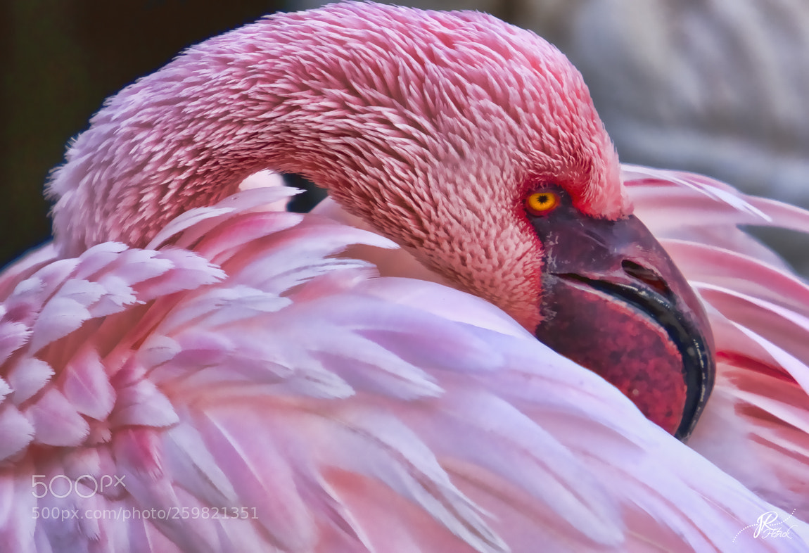 Canon EOS 40D sample photo. Daydreaming photography