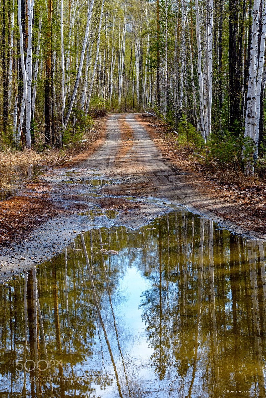 Nikon D610 sample photo. Forest in spring photography