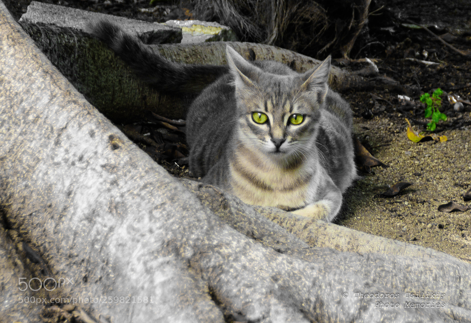 Nikon D7200 sample photo. Green eyes photography