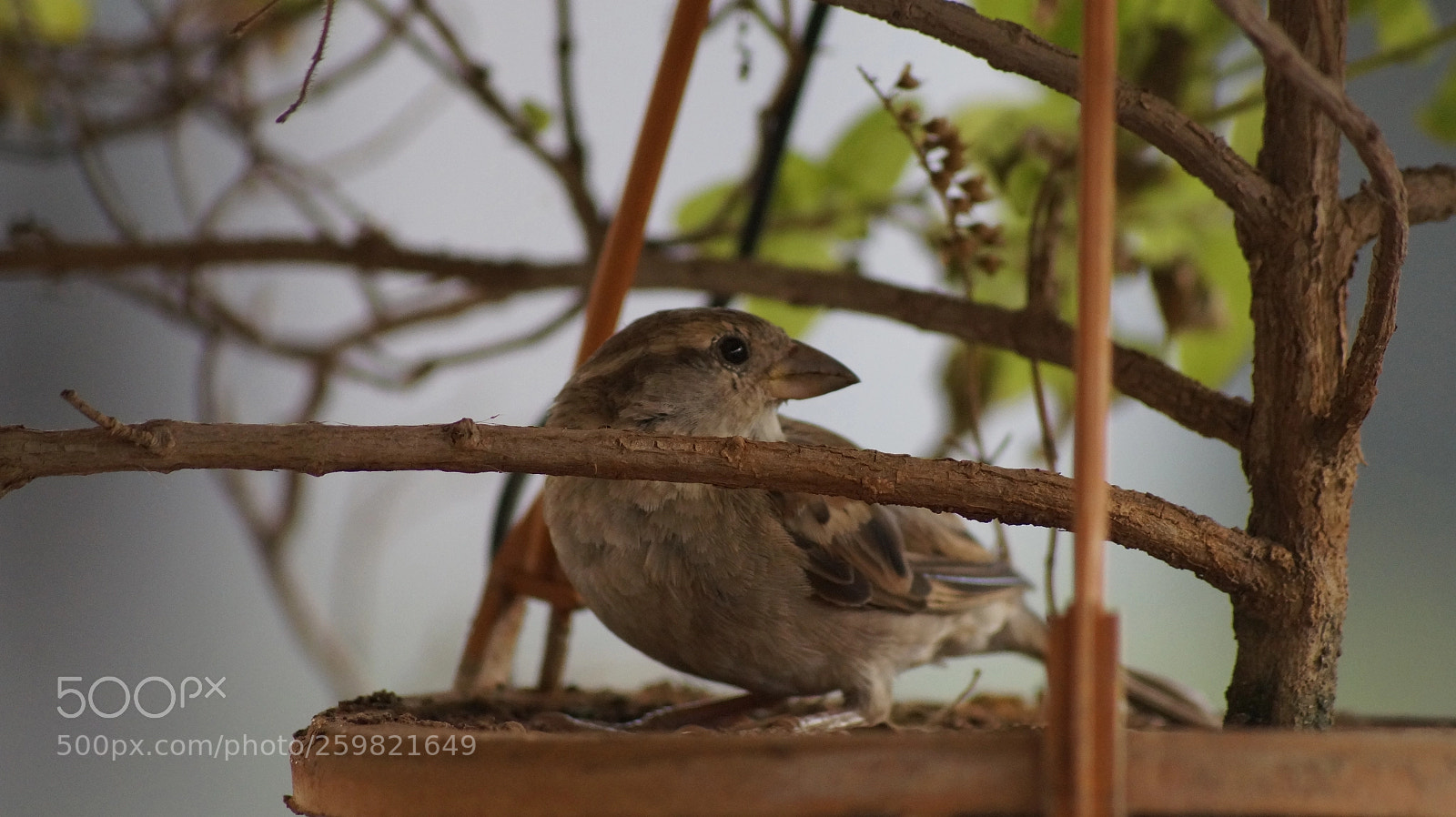 Sony SLT-A58 sample photo. Sparrow photography