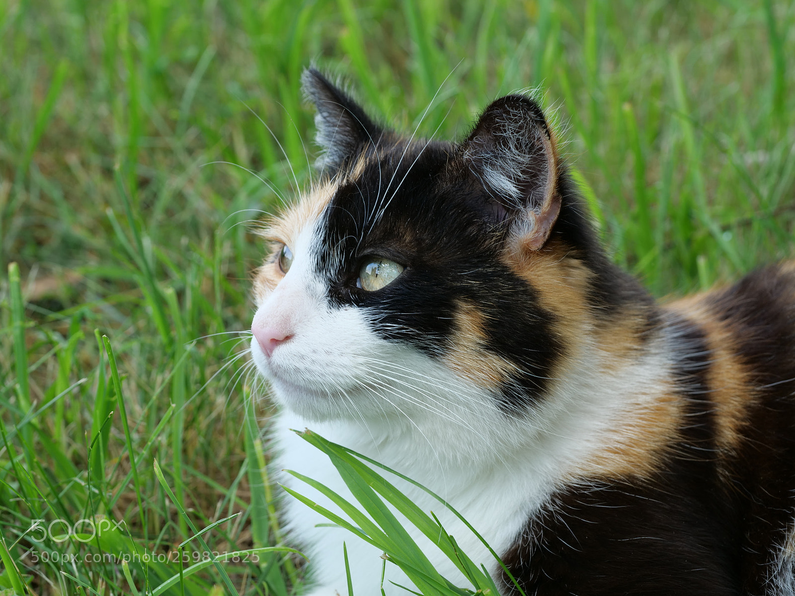 Panasonic Lumix DC-G9 sample photo. Look at there photography