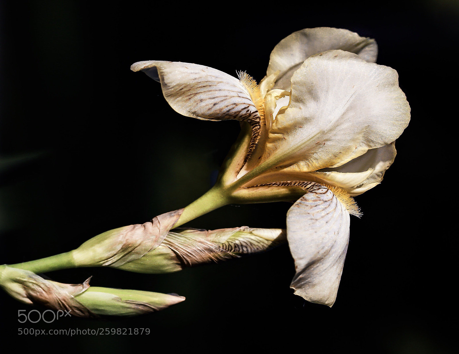 Canon EOS 5D Mark IV sample photo. A flower photography