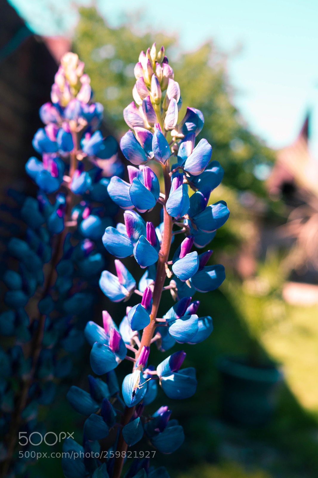 Panasonic Lumix DMC-G6 sample photo. Lupins photography