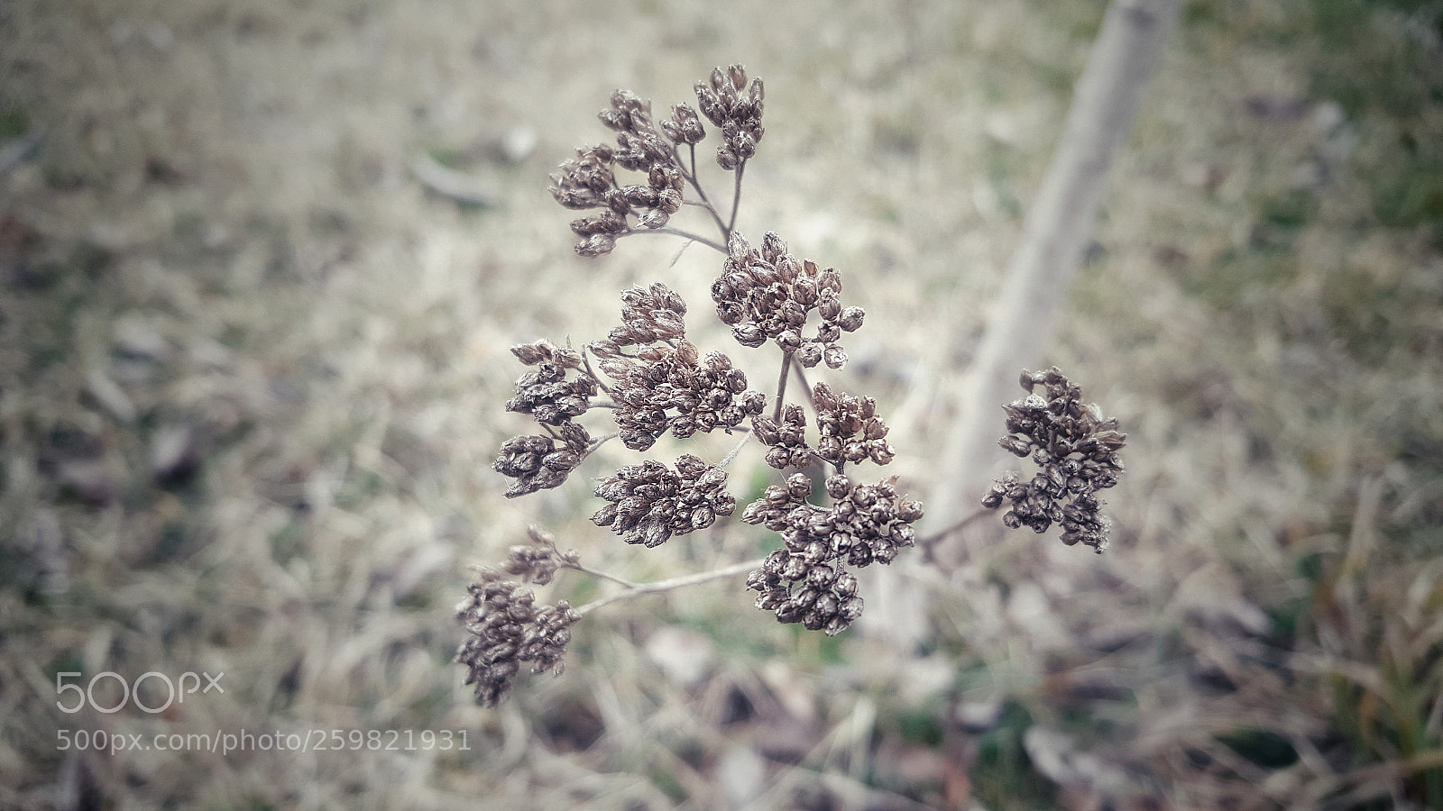 Samsung Galaxy Note5 sample photo. Brown life photography