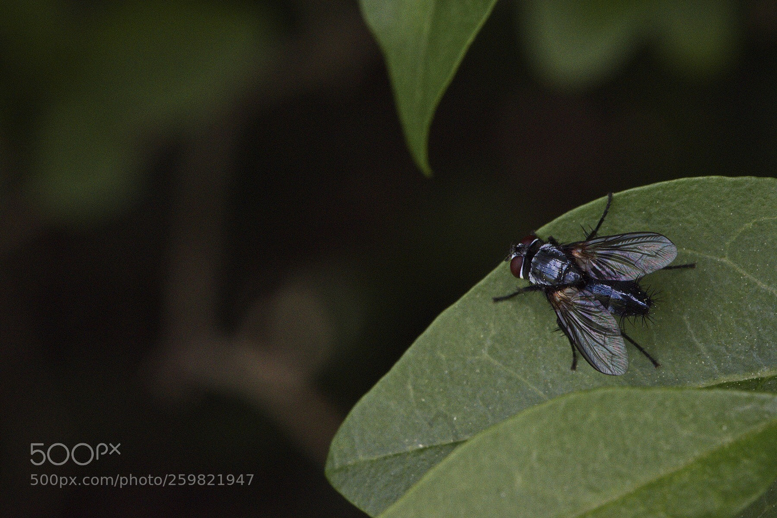 Nikon D5500 sample photo. The fly photography