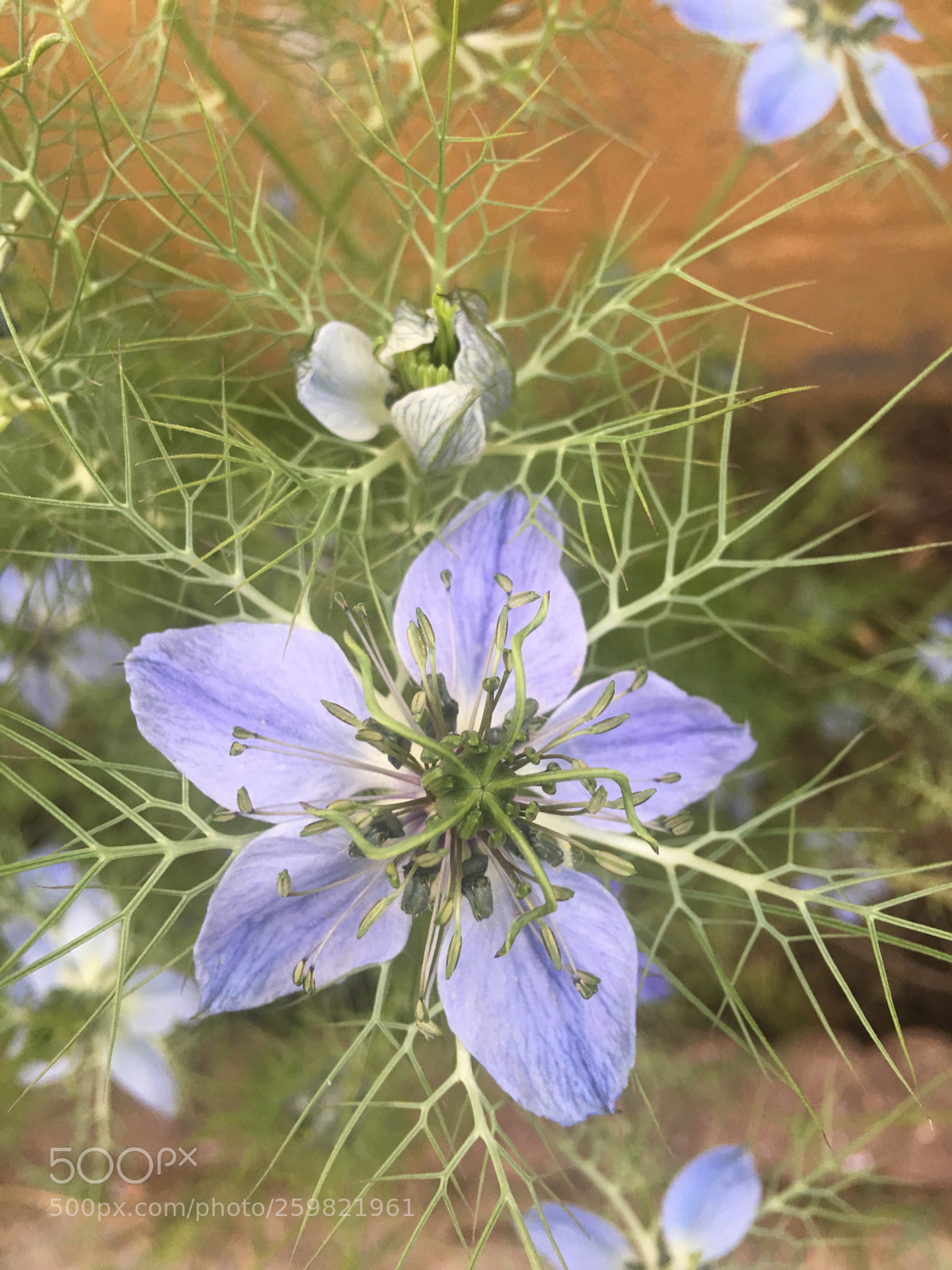 Apple iPhone 6s Plus sample photo. Untitled photography