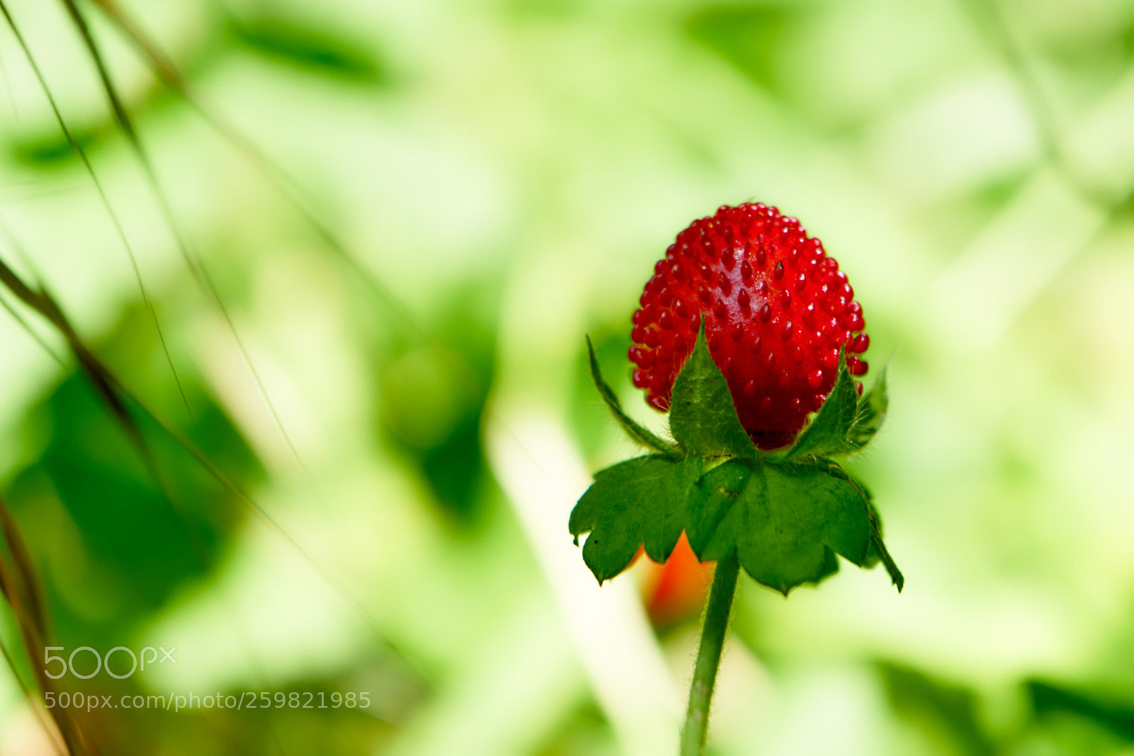 Sony a7 II sample photo. Wild strawberries photography
