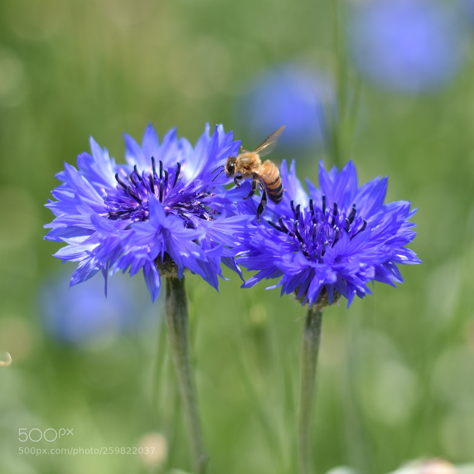 Nikon D810 sample photo. Wildflower photography
