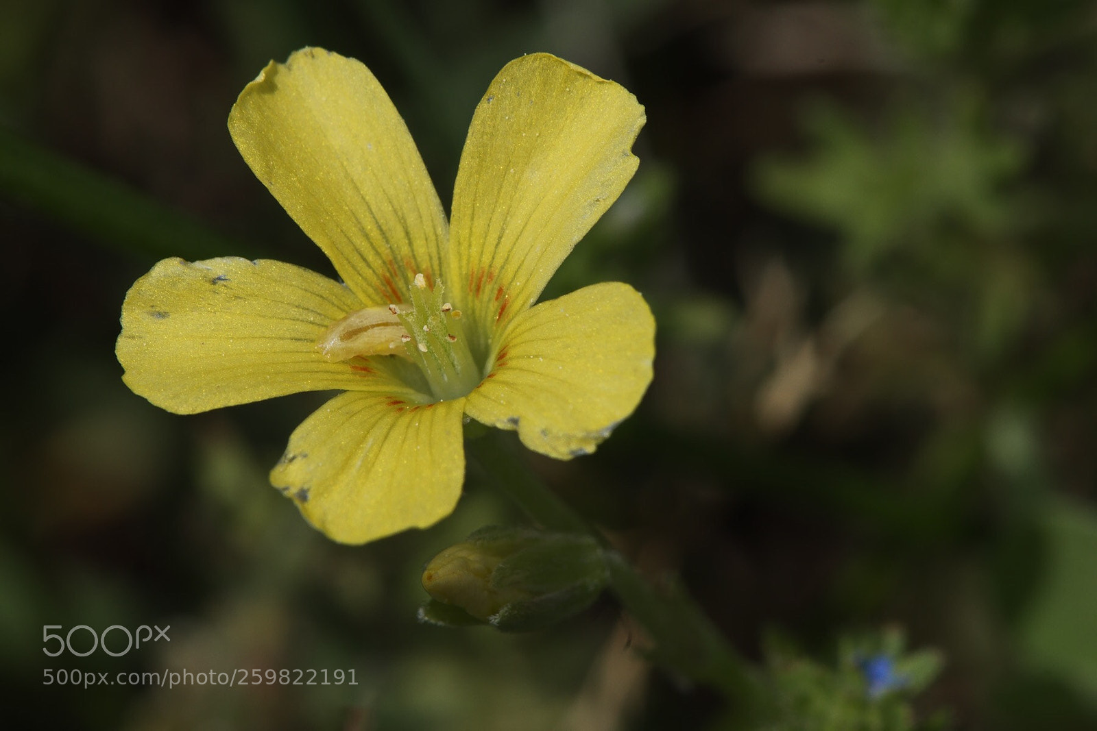 Nikon D5500 sample photo. Flower photography