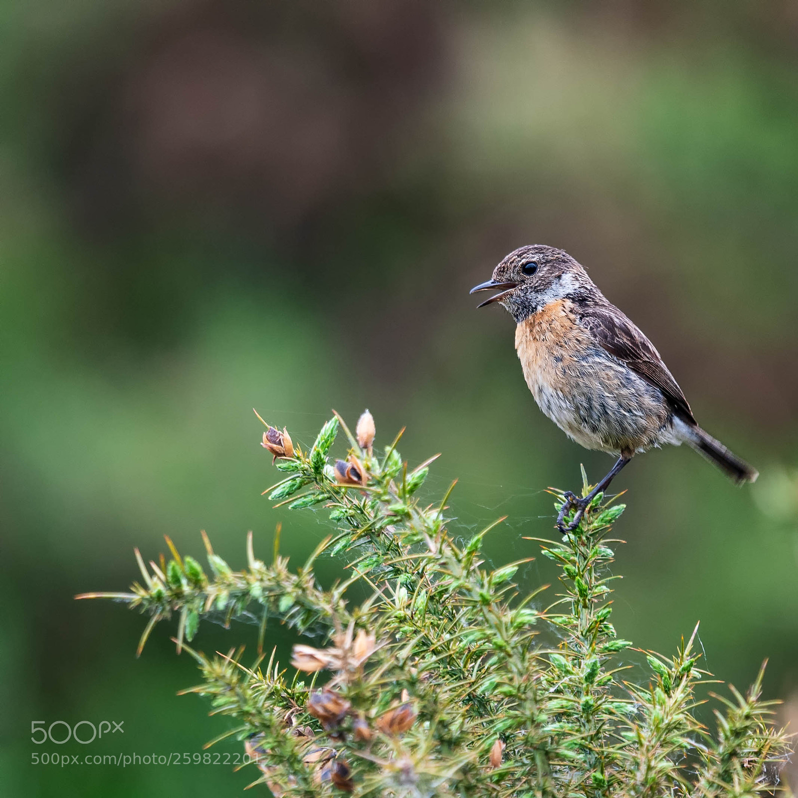Nikon D500 sample photo. Stonechat saxicola torquata photography