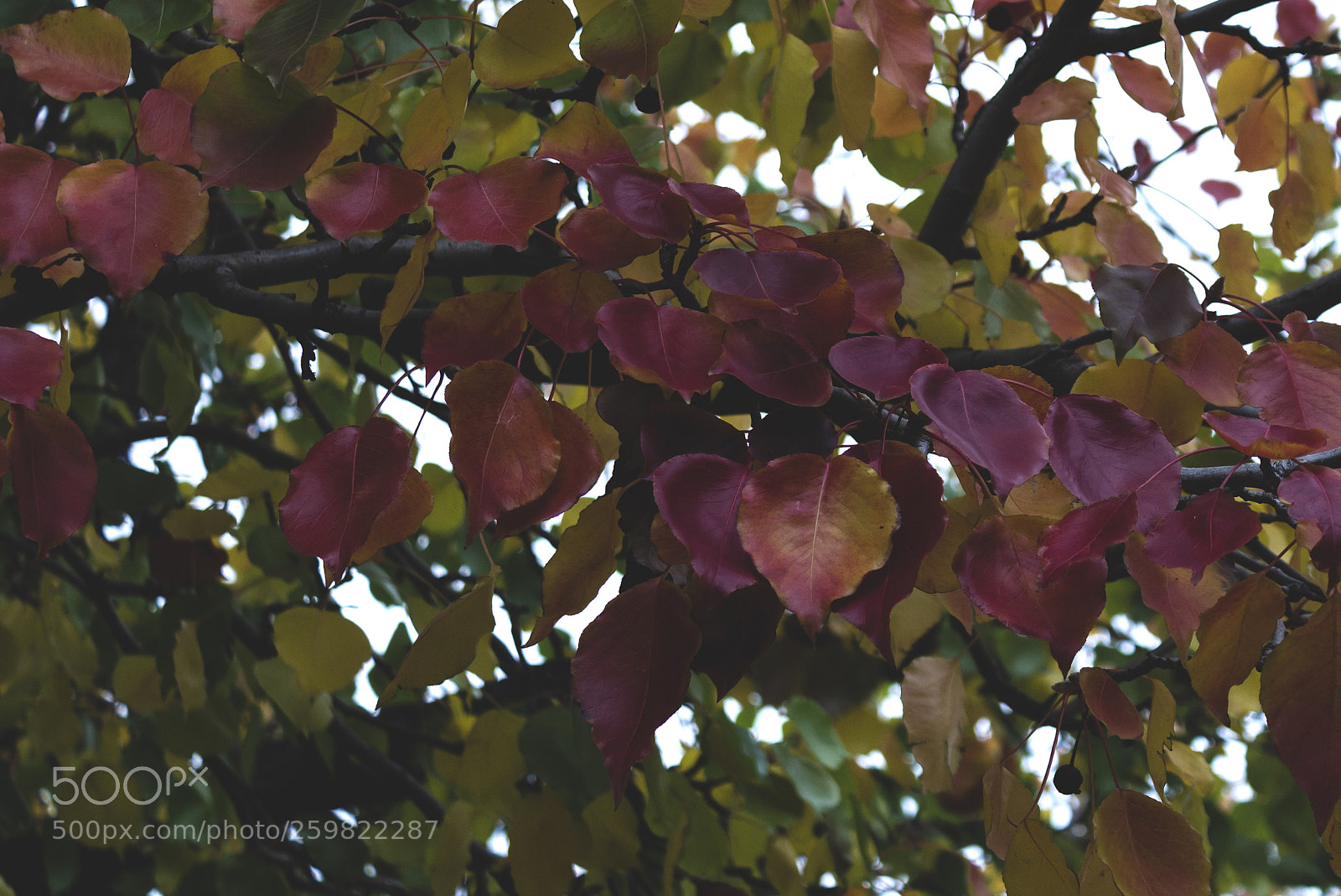 Canon EOS 1200D (EOS Rebel T5 / EOS Kiss X70 / EOS Hi) sample photo. Autumn colours photography
