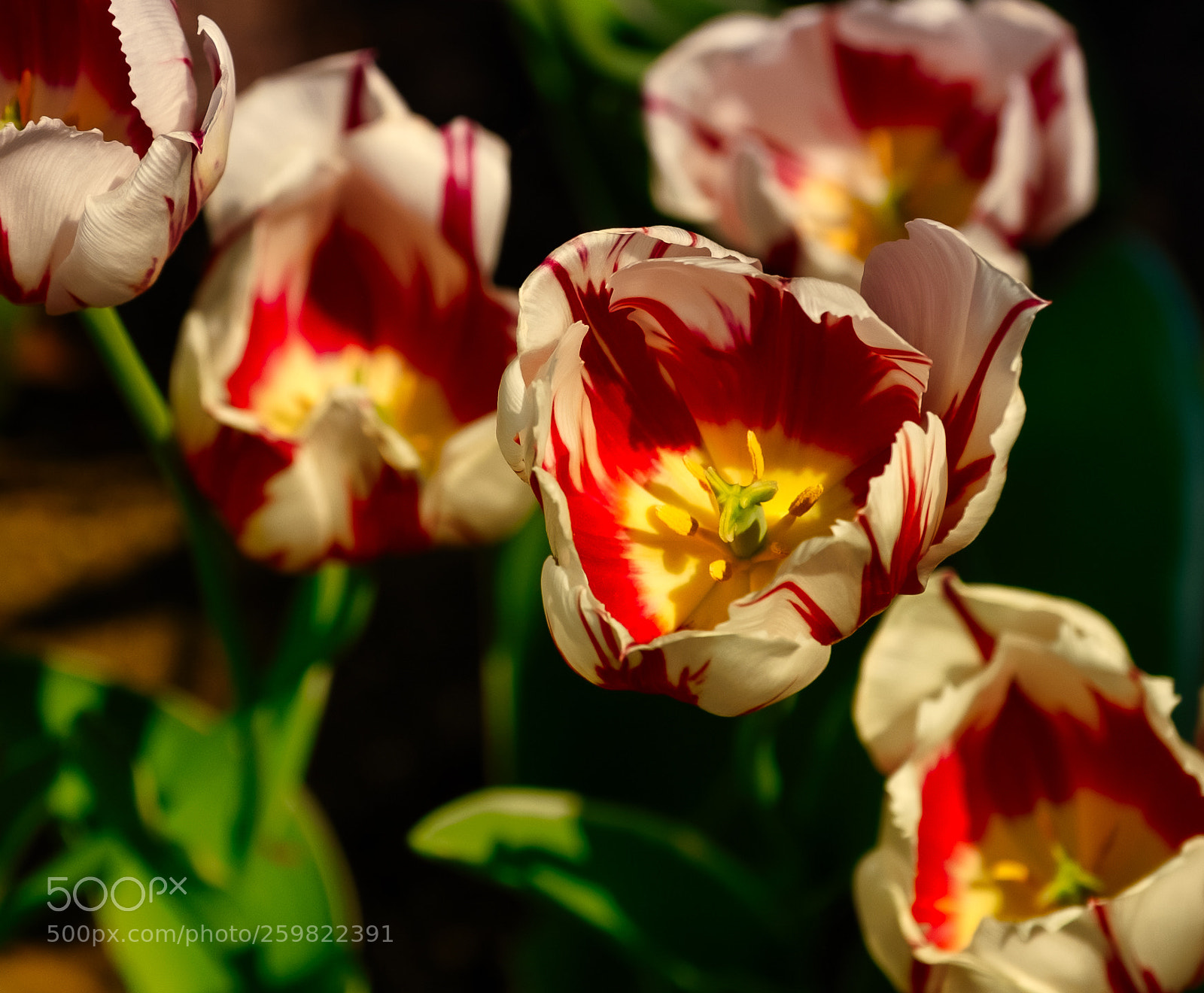 Fujifilm X-T2 sample photo. Tulips stand on photography