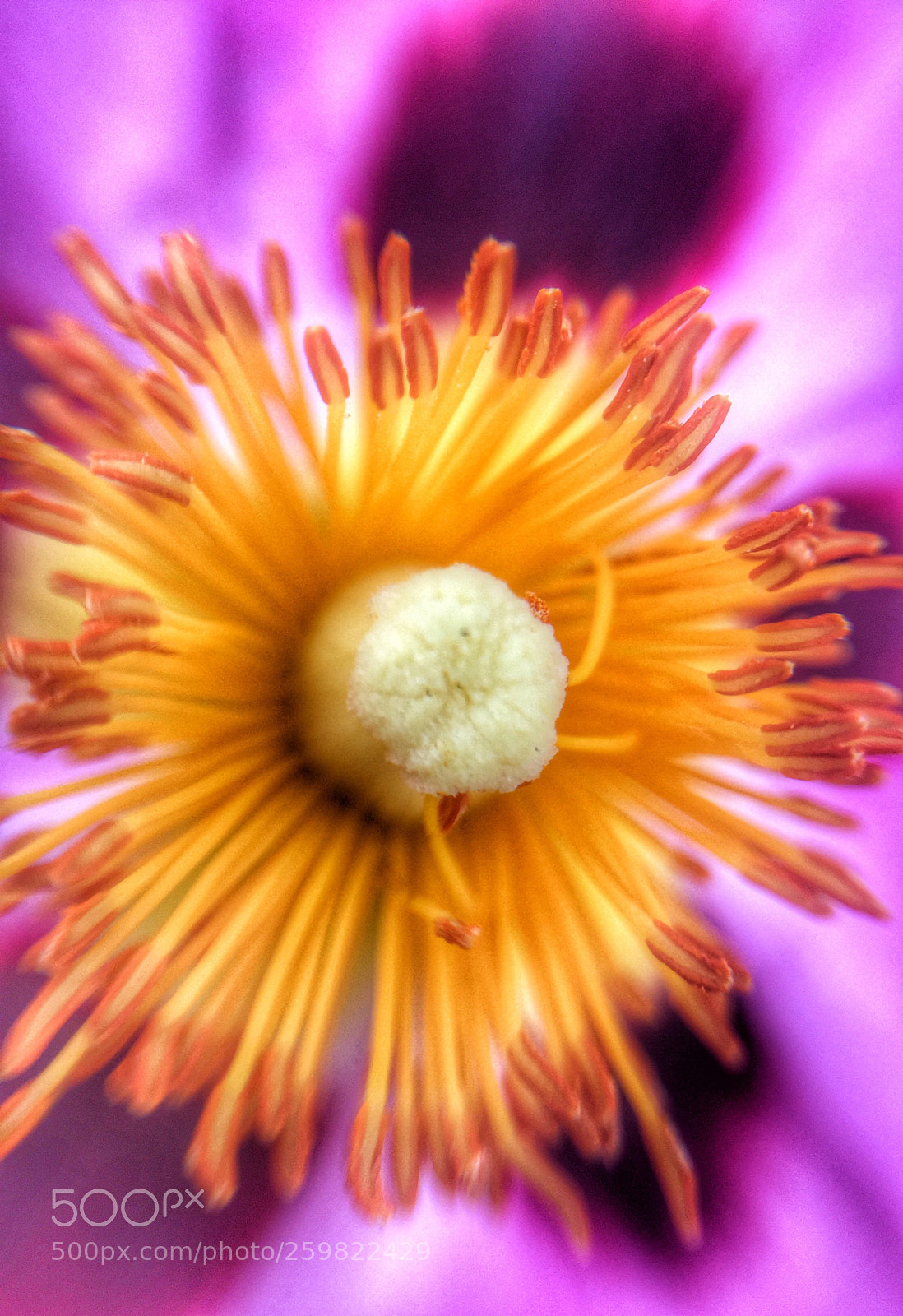 Apple iPhone 6 sample photo. Flower 02 photography