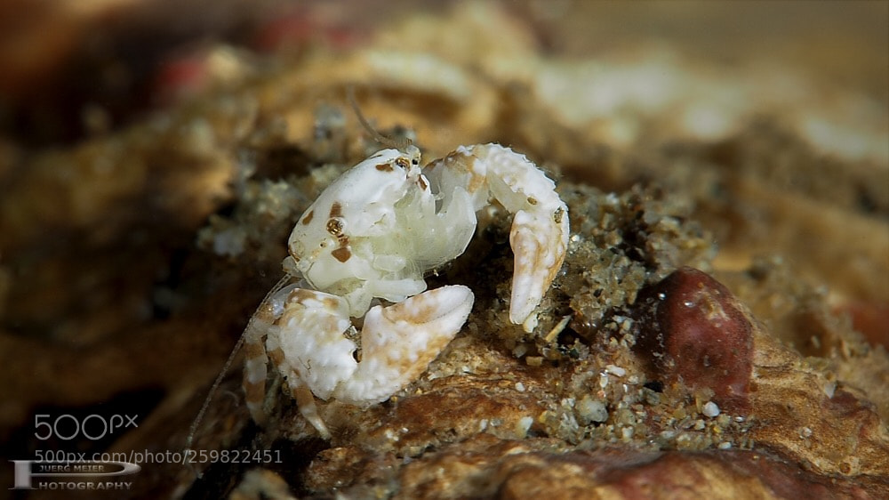 Olympus OM-D E-M1 sample photo. Little crab photography