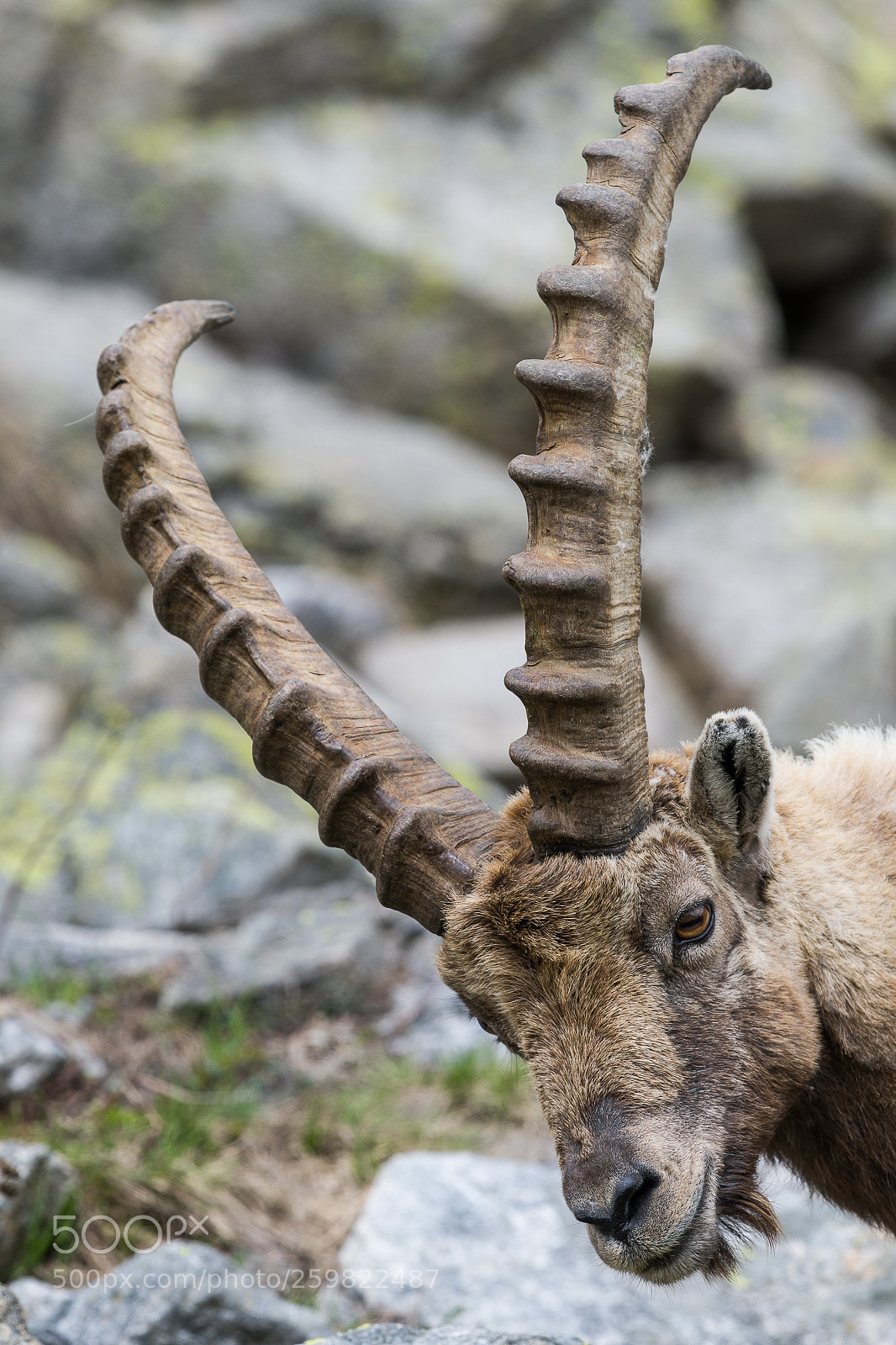 Nikon D500 sample photo. Ibex photography
