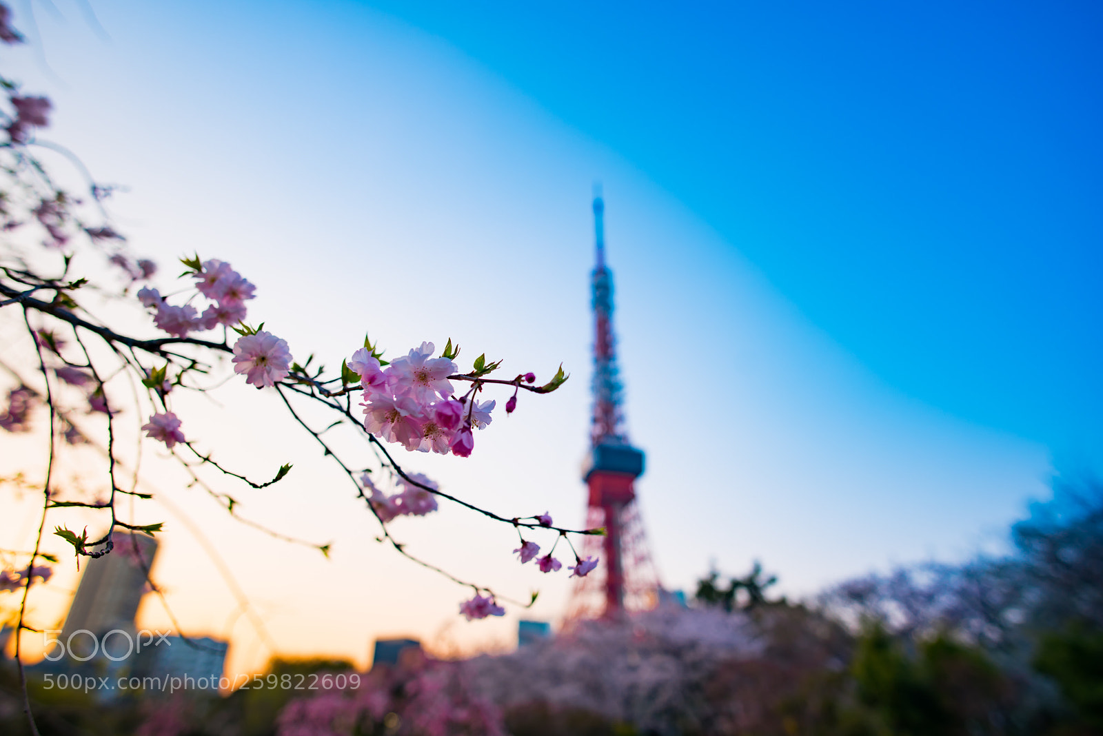 Nikon D750 sample photo. Sunset photography